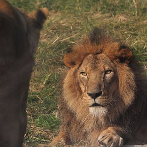 Detroit Zoo - African Lions - October, 2016