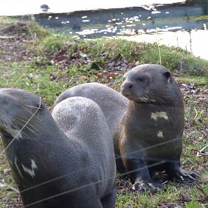 Icana and Runa the Giant Otters