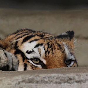 Detroit Zoo - Amur Tiger - October, 2016