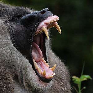 Detroit Zoo - Drill - October, 2016