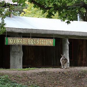 Detroit Zoo - Australian Outback Adventure - October, 2016