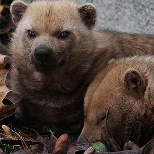 Detroit Zoo - Bush Dogs - October, 2016