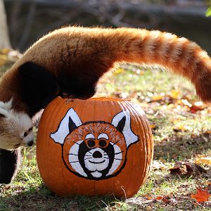 Detroit Zoo - Red Panda - October, 2016