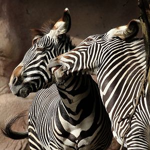 Detroit Zoo - Grevy's Zebras - October, 2016
