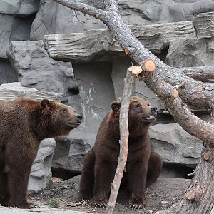 Detroit Zoo - Grizzly Bears - October, 2016