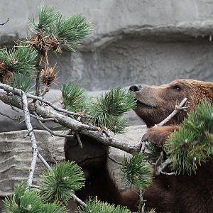 Detroit Zoo - Grizzly Bear - October, 2016
