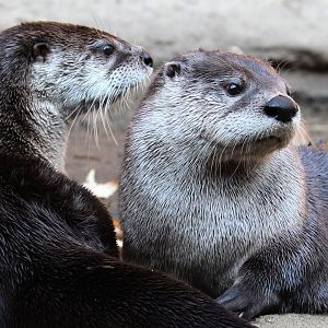 Detroit Zoo - North American River Otters - November, 2016
