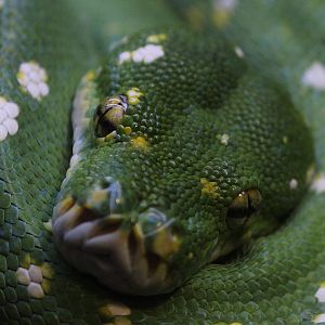 Detroit Zoo - Green Tree Python - November, 2016