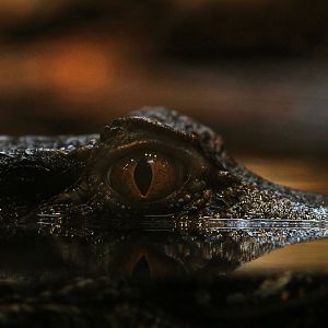 Detroit Zoo - Dwarf Caiman - November, 2016