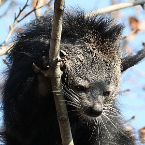 Detroit Zoo - Binturong (aka "bear cat")  - November, 2016