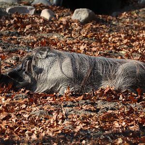 Detroit Zoo - Warthog - November, 2016