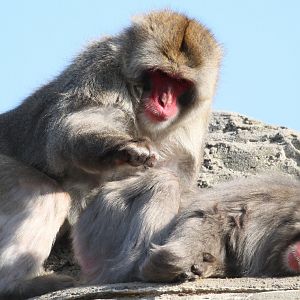 Detroit Zoo - Japanese Macaques - November, 2016