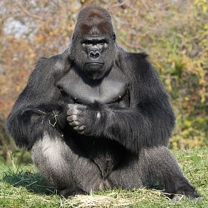 Detroit Zoo - Western Lowland Gorilla - November, 2016