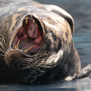 Detroit Zoo - Leopard(?) Seal / Arctic Ring of Life - November, 2016
