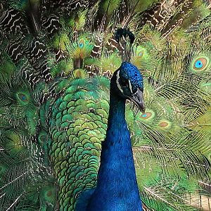 Detroit Zoo - Peacock - November, 2016
