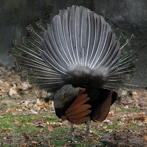 Detroit Zoo - Peacock - November, 2016