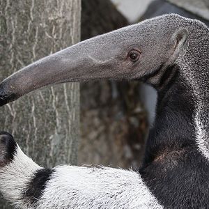 Detroit Zoo - Giant Anteater - November, 2016