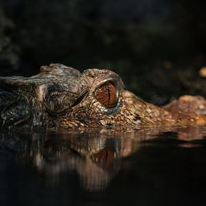 Detroit Zoo - Dwarf Caiman - November, 2016
