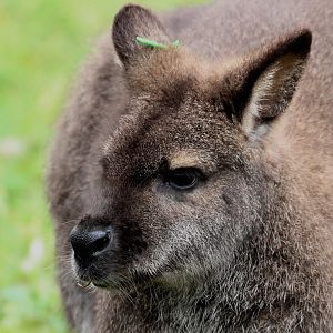 Detroit Zoo - Red-necked Wallaby - December, 2016
