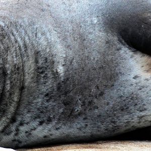 Detroit Zoo - Seal - December, 2016