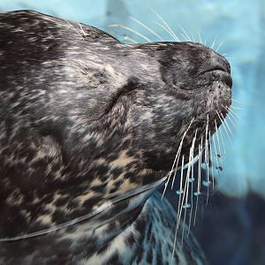 Detroit Zoo - Seal - December, 2016