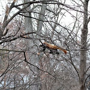 Detroit Zoo - Red Panda - December, 2016