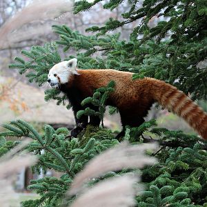 Detroit Zoo - Red Panda - December, 2016