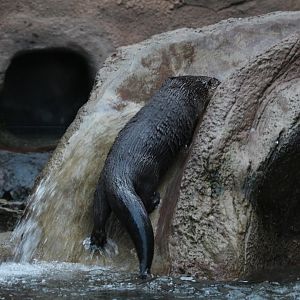 Detroit Zoo - North American River Otter - December, 2016