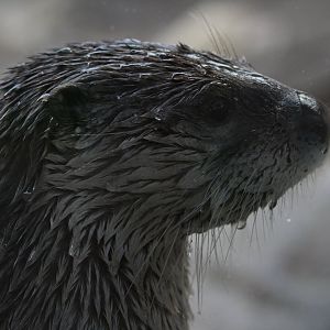 Detroit Zoo - North American River Otter - December, 2016