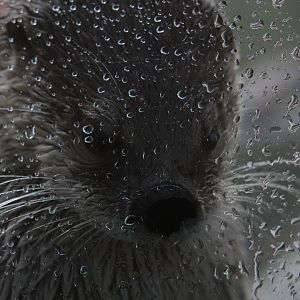 Detroit Zoo - North American River Otter-  December, 2016
