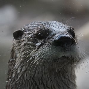 Detroit Zoo - North American River Otter - December, 2016