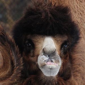 Detroit Zoo - Bactrian Camel - December 2016