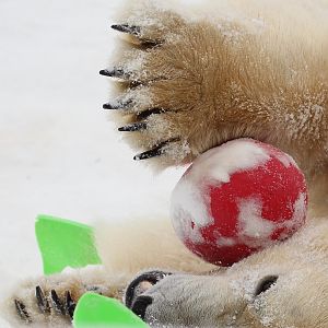 Detroit Zoo - Polar Bear - December, 2016