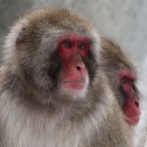 Detroit Zoo - Japanese Macaques - December, 2016