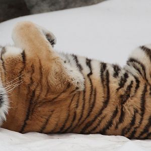 Detroit Zoo - Amur Tiger - December, 2016