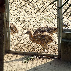 Young cassowary
