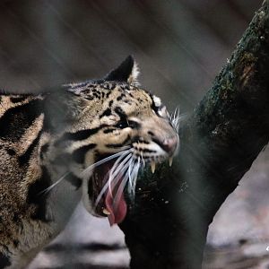 Clouded Leopard yawning