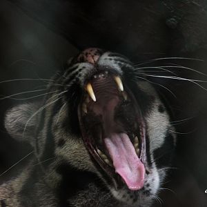 Clouded Leopard yawning