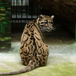 Clouded Leopard