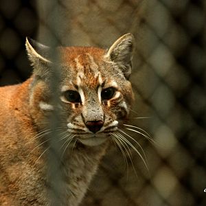 Asiatic Golden Cat