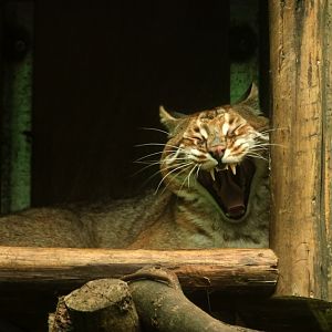 Asiatic Golden Cat
