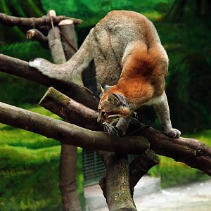 Asiatic Golden Cat