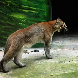Asiatic Golden Cat