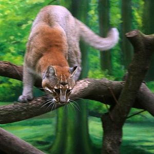 Asiatic Golden Cat