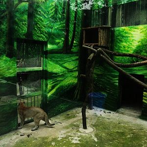 Asiatic Golden Cat Exhibit