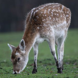 Fallow Deer at Knowsley Safari 22/12/2016