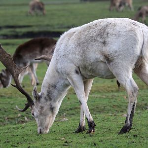 White Fallow Deer Stag at Knowsley Safari 22/12/2016