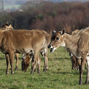 Nilgai at Knowsley Safari 22/12/2016