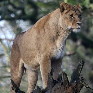 African Lion at Knowsley 22/12/2016