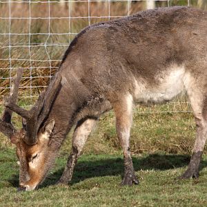 Pere David's Deer at Knowsley Safari 22/12/2016